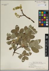Foto von Salix lanata L.